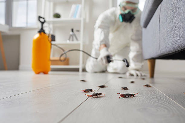 Post-Treatment Bed Bug Interceptor Monitoring in Malibu